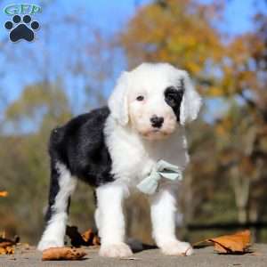 Jordan, Sheepadoodle Puppy